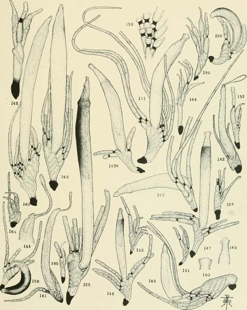 An illustration from Memoirs, 1783, leaf 584