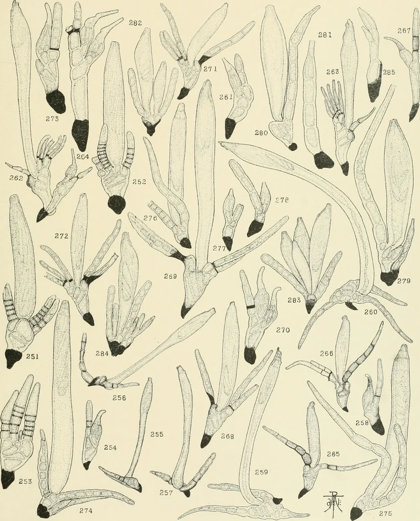 An illustration from Memoirs, 1783, leaf 594