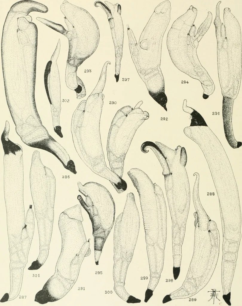 An illustration from Memoirs, 1783, leaf 597