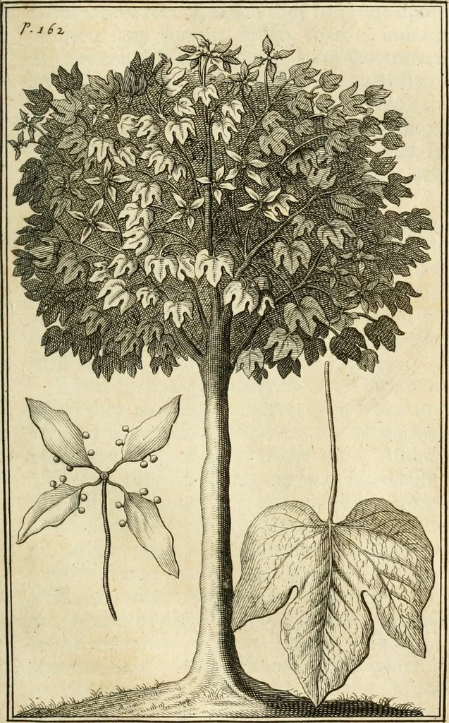 An illustration from Memoirs and observations topographical, physical, mathematical, mechanical, natural, civil, and ecclesiastical. Made in a late journey through the Empire of China, and published in several letters. Particularly upon the Chinese pottery and varnishing; the silk and other manufactures; the pearl fishing; the history of plants and animals. Description of their cities and publick works; number of people, their language, manners and commerce; their habits, oeconomy, and government. The philosophy of Confucius. The state of Christianity, with many other curious and useful remarks, 1697, leaf 196