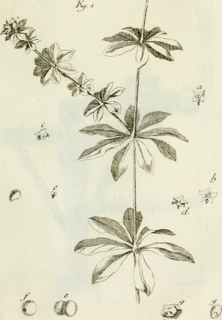 An illustration from Memorias sobre la granza, ò rubia, y su cultivo; con la descripción de los molinos para reducirla a polvo. Traducidas del francès de orden de la Real Junta General de Comercio, 1763, leaf 134