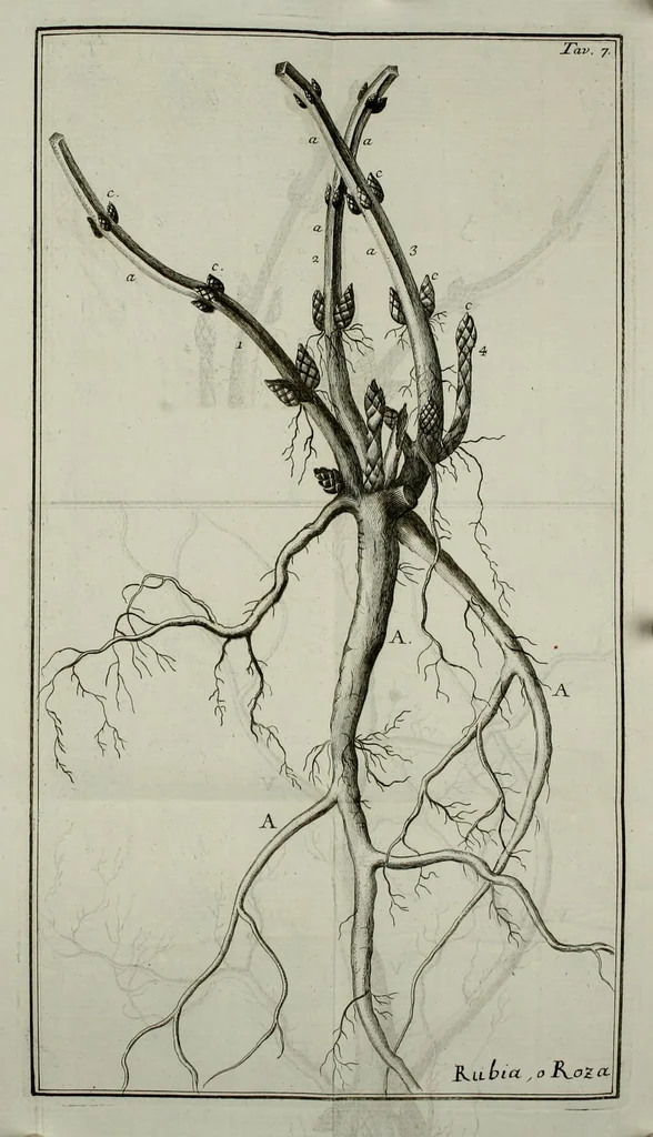An illustration from Memorie di osservazioni e di sperienze sopra la colutra, e gli usi di varie piante che servono, o che servir possono utilmente alla tintura, all'economia, all'agricoltura, ec, 1766, leaf 149