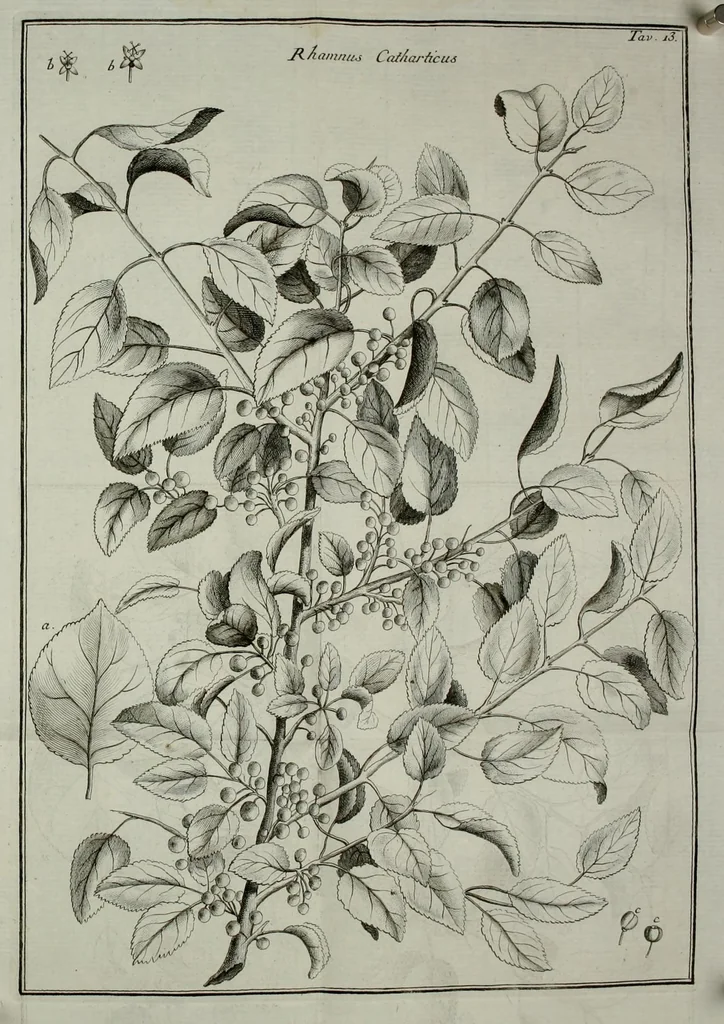 An illustration from Memorie di osservazioni e di sperienze sopra la colutra, e gli usi di varie piante che servono, o che servir possono utilmente alla tintura, all'economia, all'agricoltura, ec, 1766, leaf 161