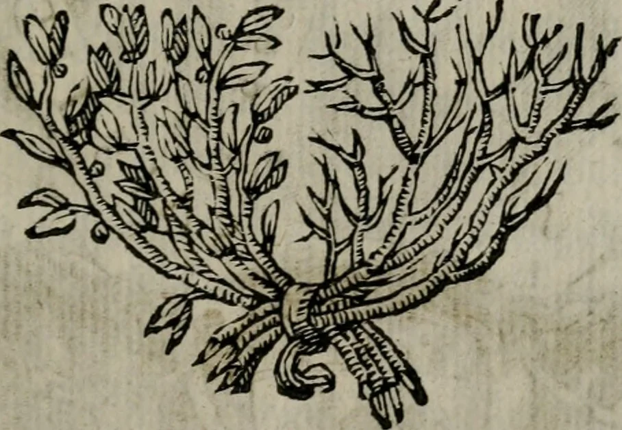 An illustration from Memorie, imprese, e ritratti de' signori Accademici Gelati de Bologna, 1672, leaf 86