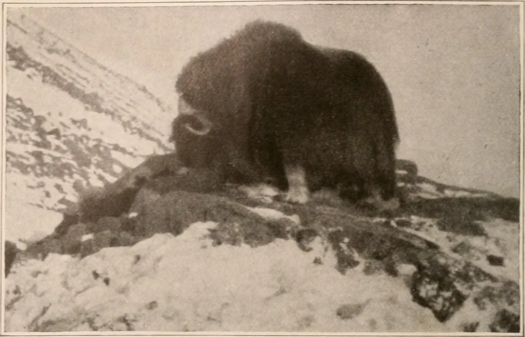 An illustration from Men of the old stone age : their environment, life and art, 1916, leaf 101