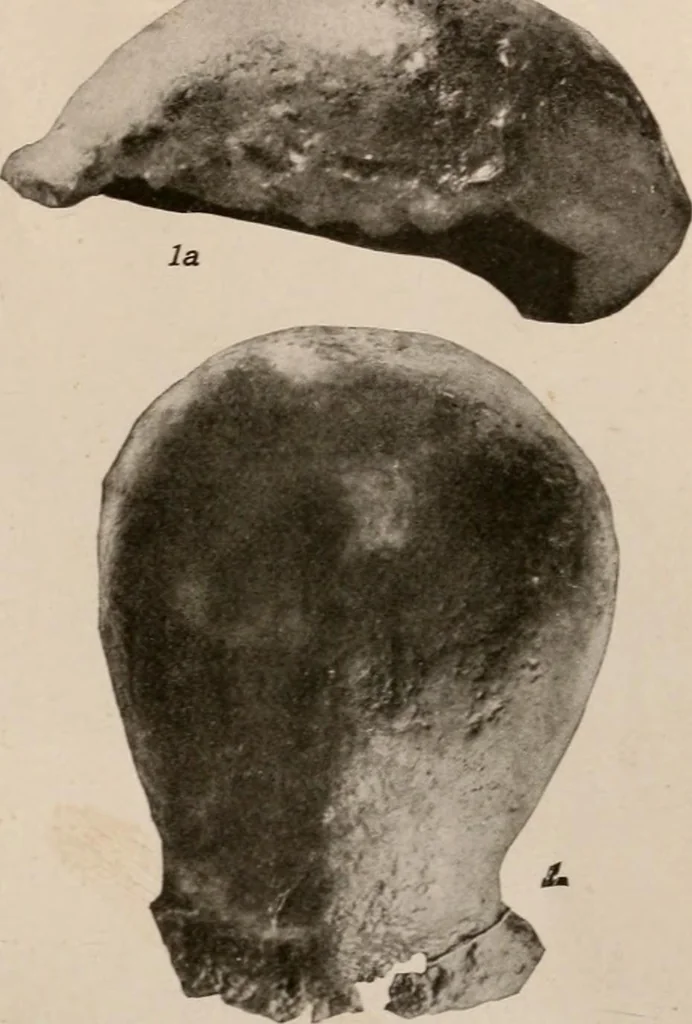 An illustration from Men of the old stone age : their environment, life and art, 1916, leaf 112