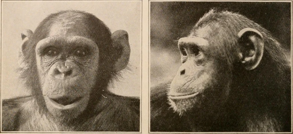An illustration from Men of the old stone age : their environment, life and art, 1916, leaf 113