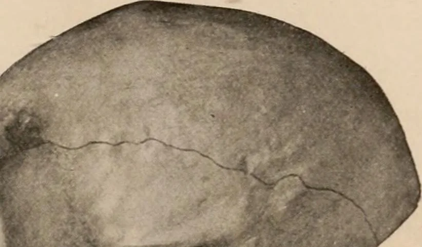 An illustration from Men of the old stone age : their environment, life and art, 1916, leaf 114