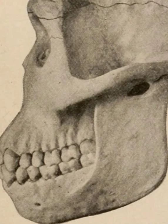 An illustration from Men of the old stone age : their environment, life and art, 1916, leaf 114
