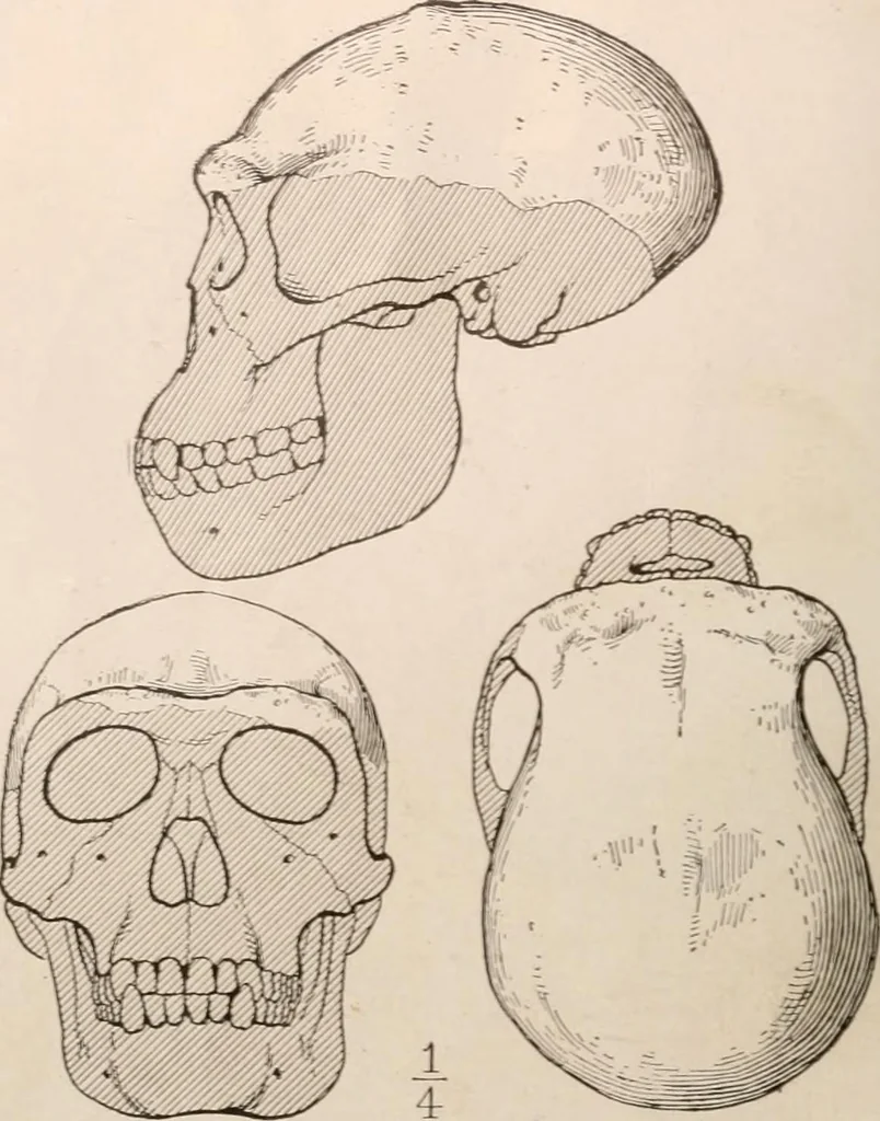 An illustration from Men of the old stone age : their environment, life and art, 1916, leaf 115