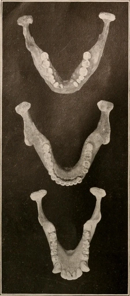 An illustration from Men of the old stone age : their environment, life and art, 1916, leaf 135