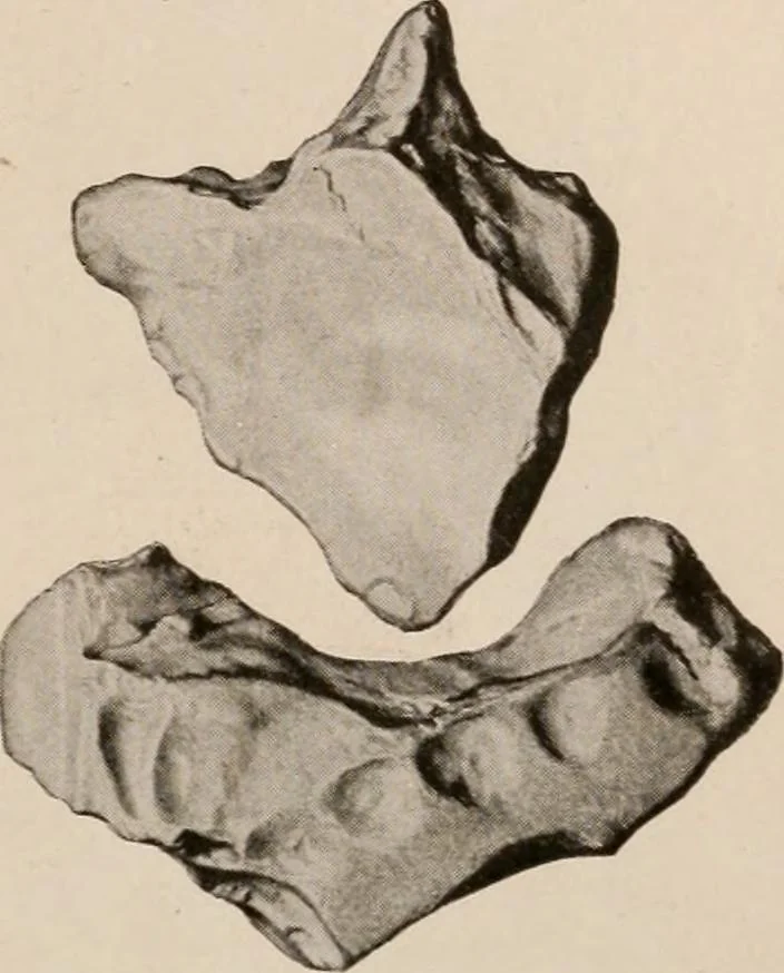 An illustration from Men of the old stone age : their environment, life and art, 1916, leaf 170