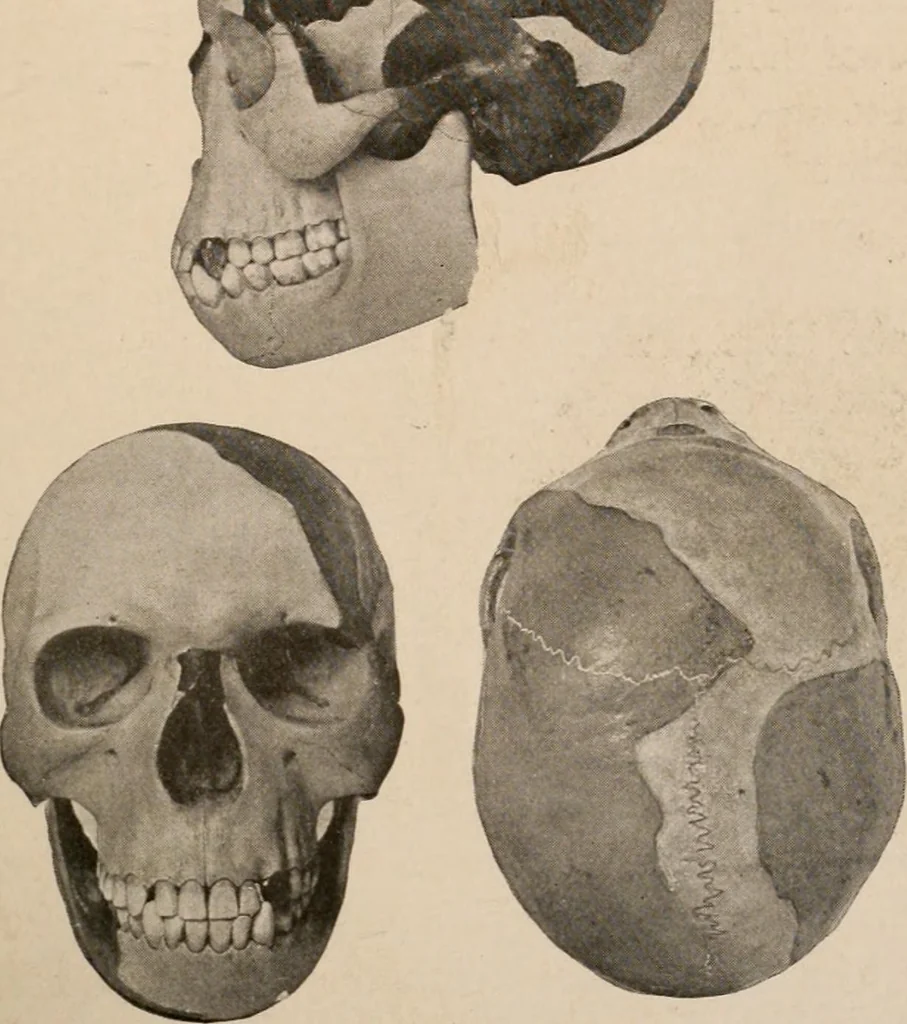 An illustration from Men of the old stone age : their environment, life and art, 1916, leaf 172