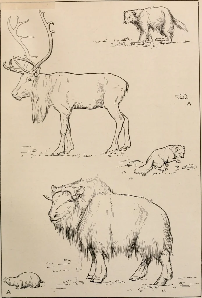 An illustration from Men of the old stone age : their environment, life and art, 1916, leaf 228