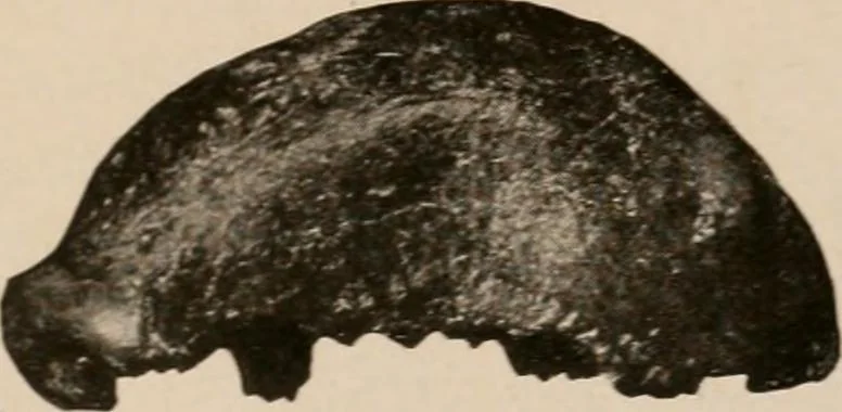 An illustration from Men of the old stone age : their environment, life and art, 1916, leaf 252