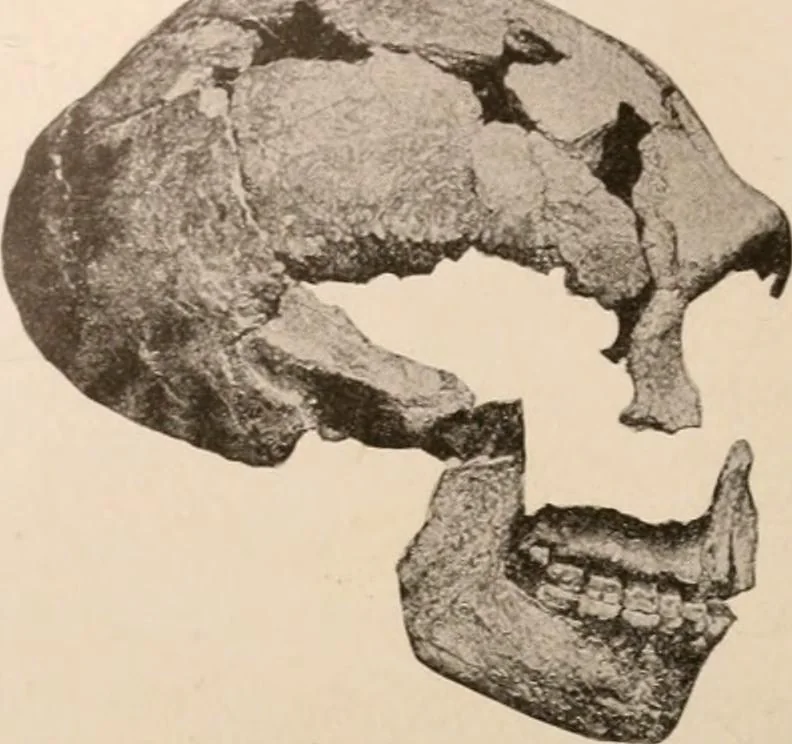 An illustration from Men of the old stone age : their environment, life and art, 1916, leaf 255