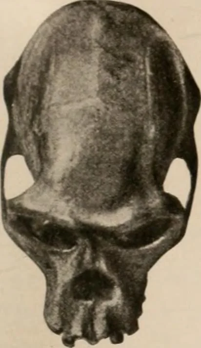 An illustration from Men of the old stone age : their environment, life and art, 1916, leaf 266