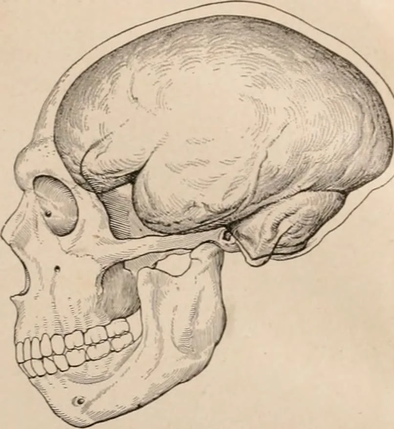 An illustration from Men of the old stone age : their environment, life and art, 1916, leaf 270