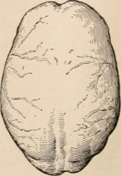 An illustration from Men of the old stone age : their environment, life and art, 1916, leaf 271