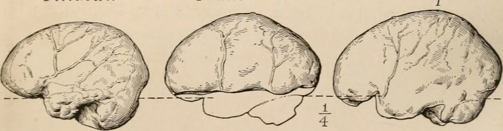 An illustration from Men of the old stone age : their environment, life and art, 1916, leaf 271