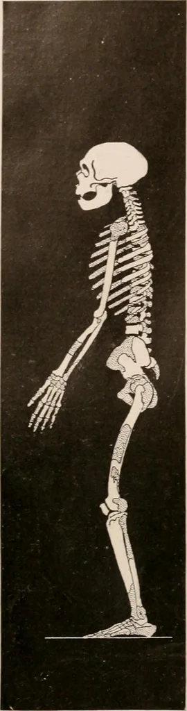 An illustration from Men of the old stone age : their environment, life and art, 1916, leaf 273