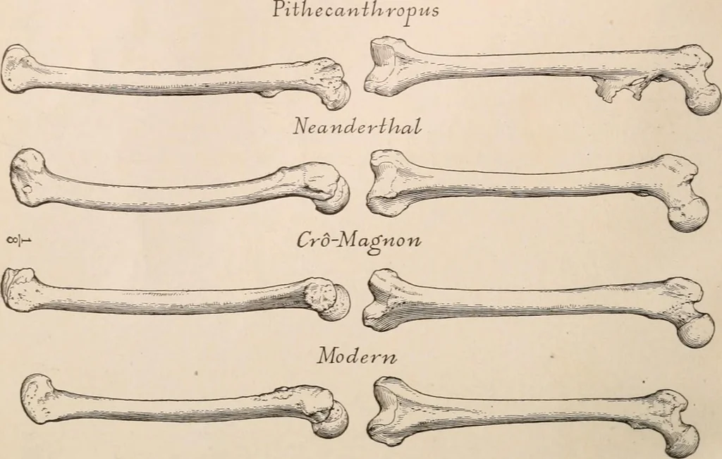 An illustration from Men of the old stone age : their environment, life and art, 1916, leaf 275