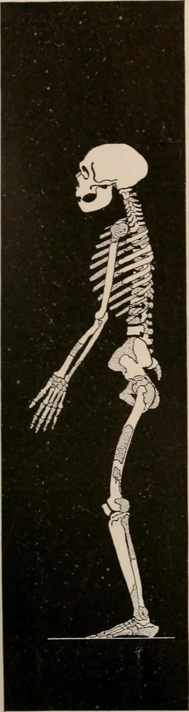 An illustration from Men of the old stone age : their environment, life and art, 1916, leaf 328