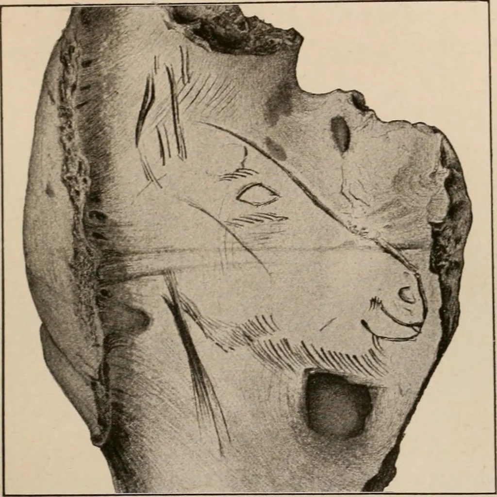 An illustration from Men of the old stone age : their environment, life and art, 1916, leaf 386