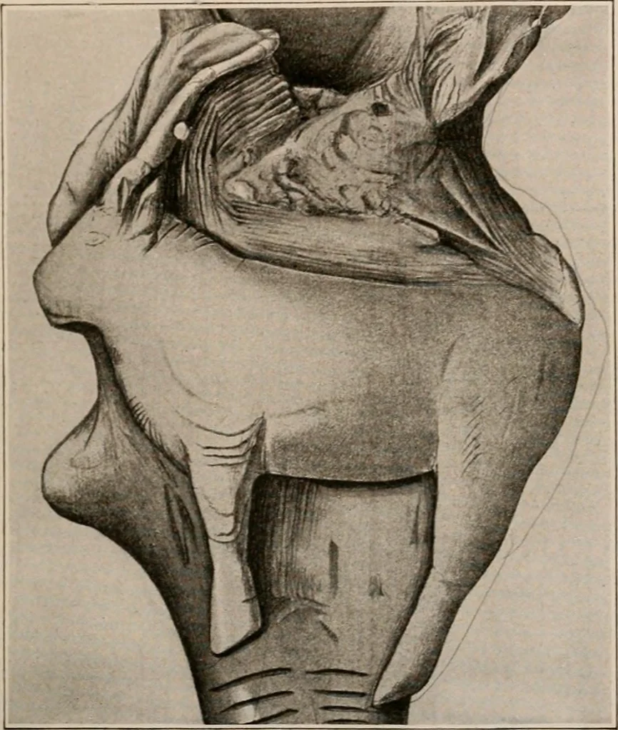 An illustration from Men of the old stone age : their environment, life and art, 1916, leaf 388