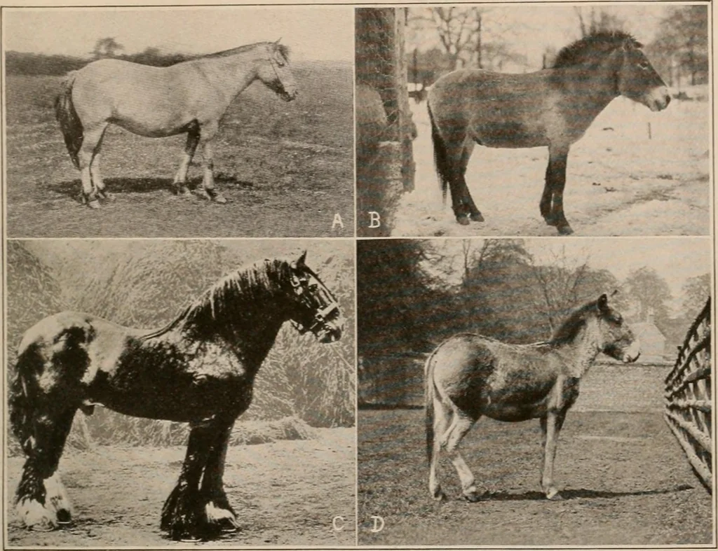 An illustration from Men of the old stone age : their environment, life and art, 1916, leaf 400