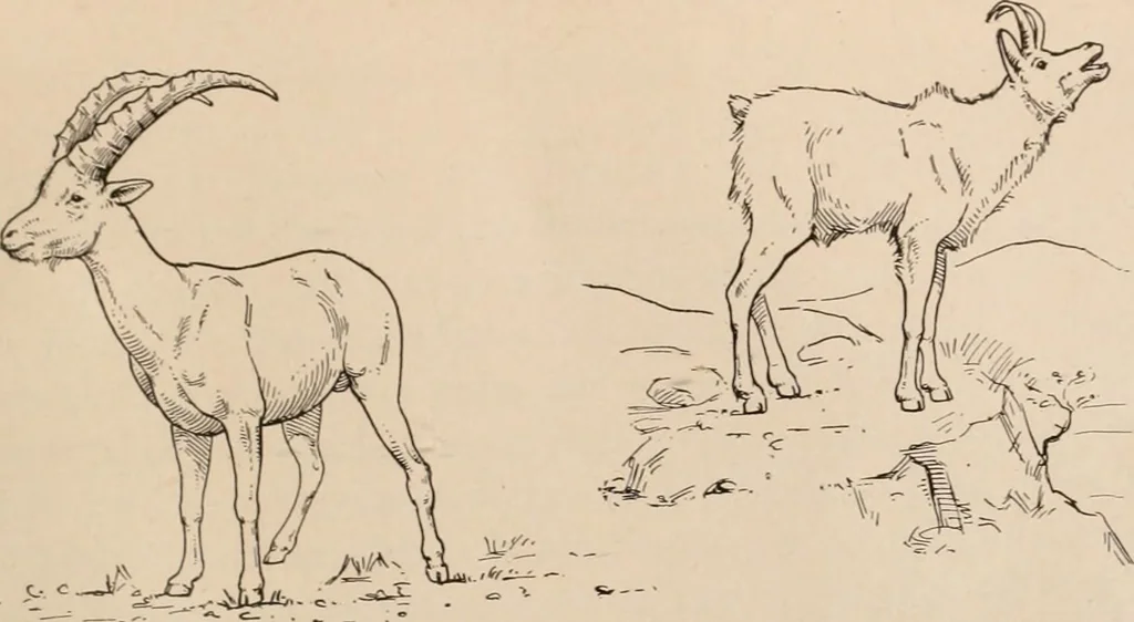 An illustration from Men of the old stone age : their environment, life and art, 1916, leaf 404