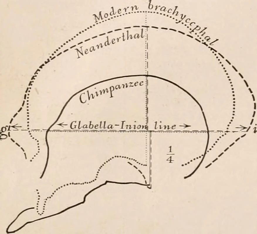 An illustration from Men of the old stone age : their environment, life and art, 1916, leaf 41