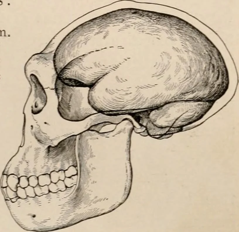 An illustration from Men of the old stone age : their environment, life and art, 1916, leaf 42