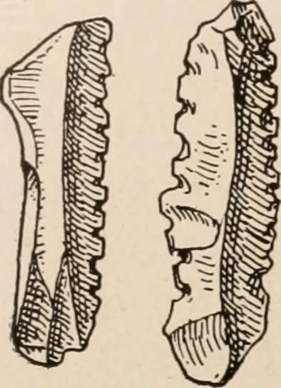 An illustration from Men of the old stone age : their environment, life and art, 1916, leaf 423