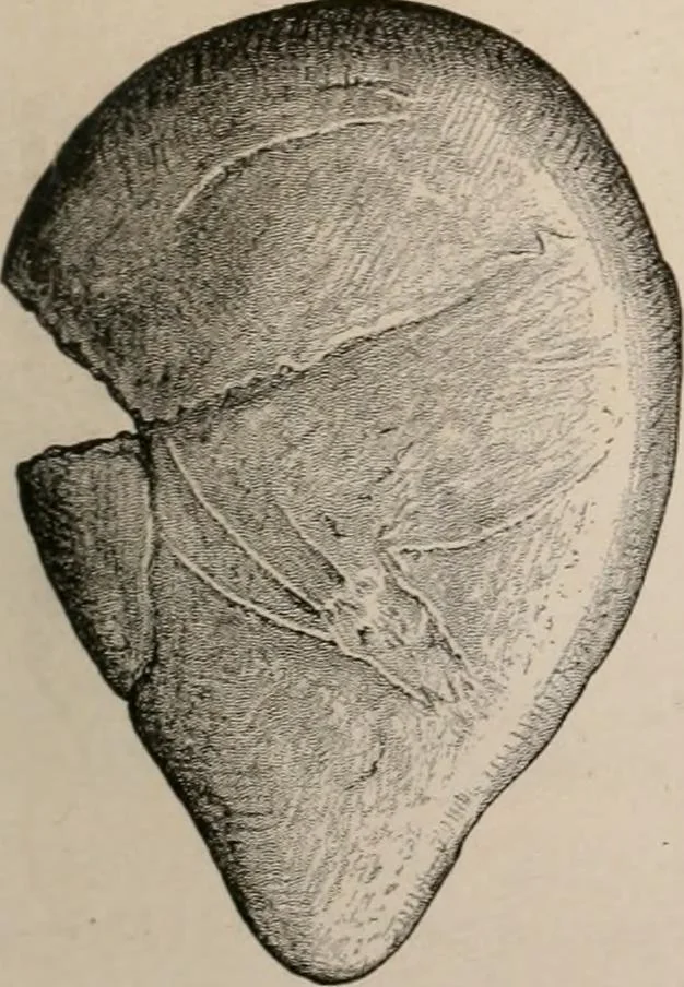 An illustration from Men of the old stone age : their environment, life and art, 1916, leaf 434