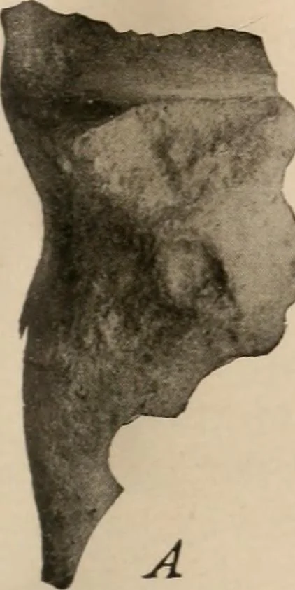 An illustration from Men of the old stone age : their environment, life and art, 1916, leaf 44