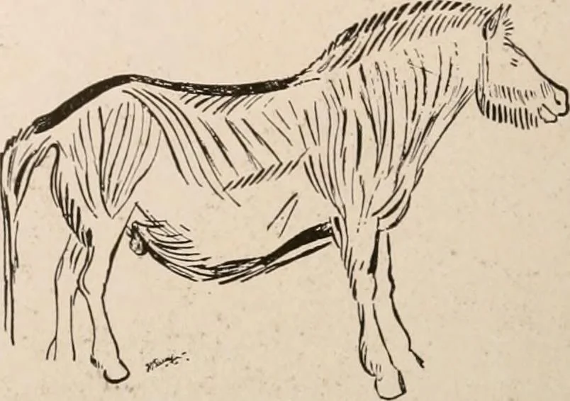 An illustration from Men of the old stone age : their environment, life and art, 1916, leaf 443