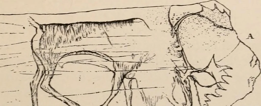 An illustration from Men of the old stone age : their environment, life and art, 1916, leaf 476