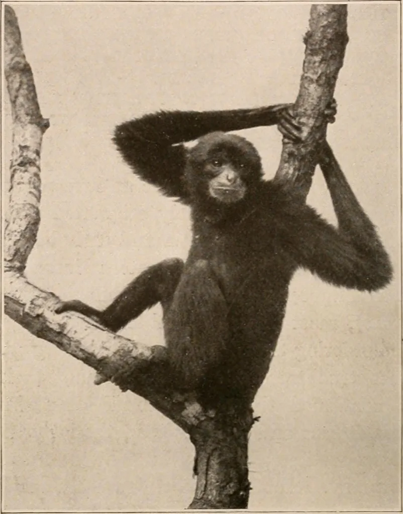 An illustration from Men of the old stone age : their environment, life and art, 1916, leaf 85