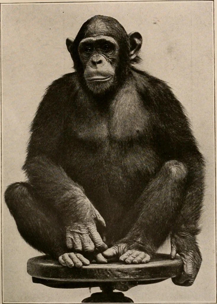 An illustration from Men of the old stone age : their environment, life and art, 1916, leaf 88