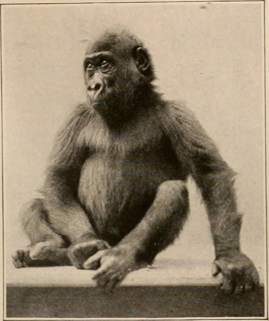 An illustration from Men of the old stone age : their environment, life and art, 1916, leaf 90
