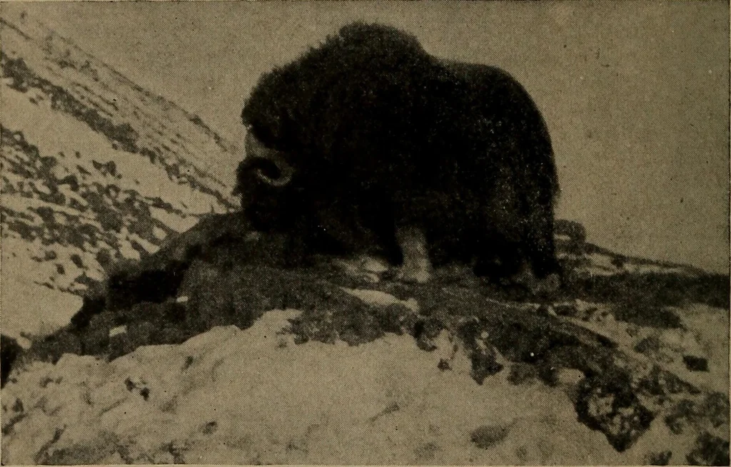 An illustration from Men of the old stone age, their environment, life and art, 1918, leaf 107