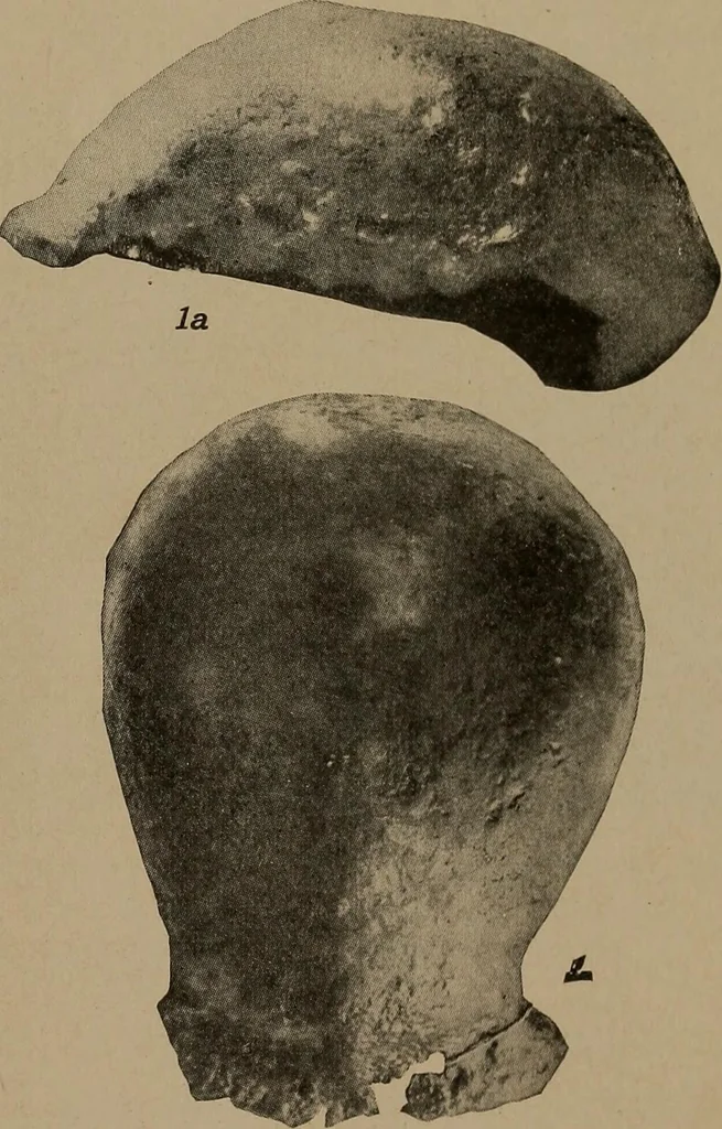 An illustration from Men of the old stone age, their environment, life and art, 1918, leaf 118