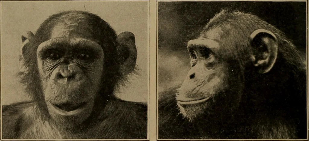 An illustration from Men of the old stone age, their environment, life and art, 1918, leaf 119