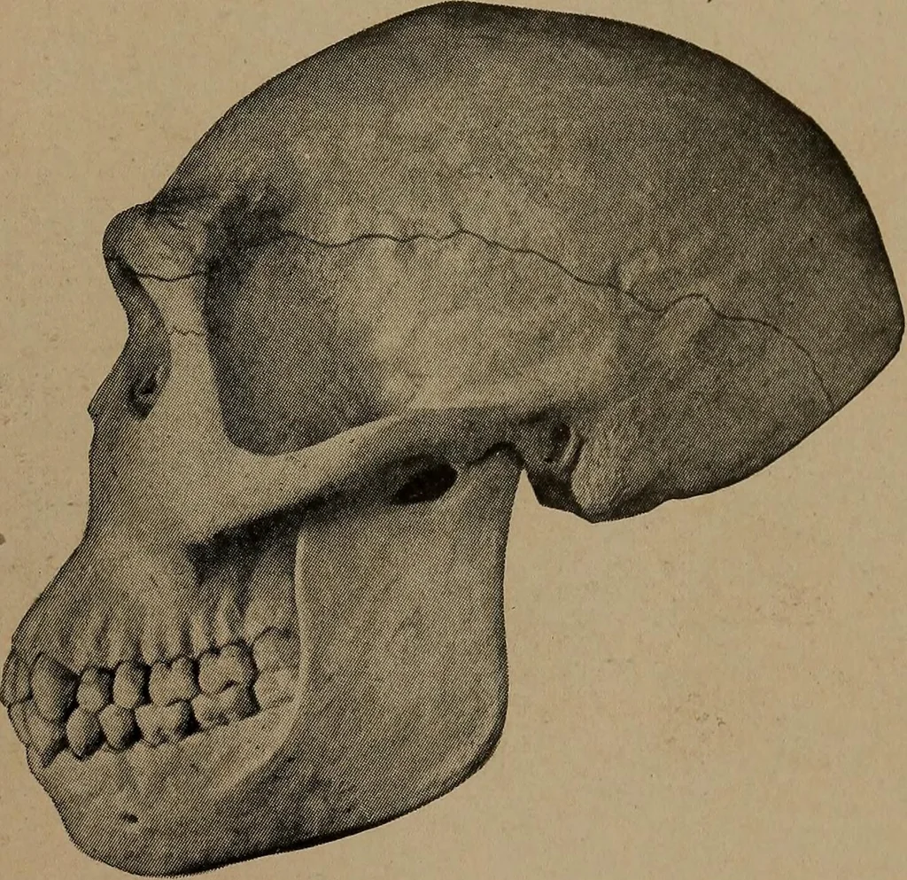 An illustration from Men of the old stone age, their environment, life and art, 1918, leaf 120