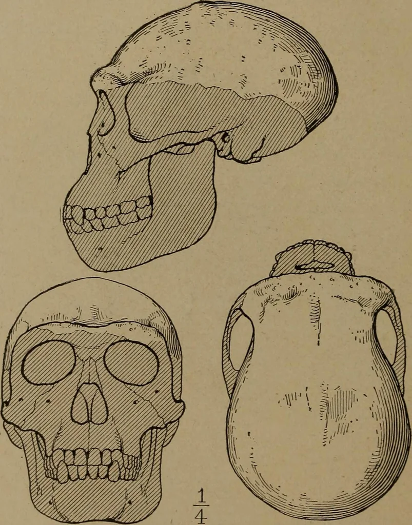 An illustration from Men of the old stone age, their environment, life and art, 1918, leaf 121