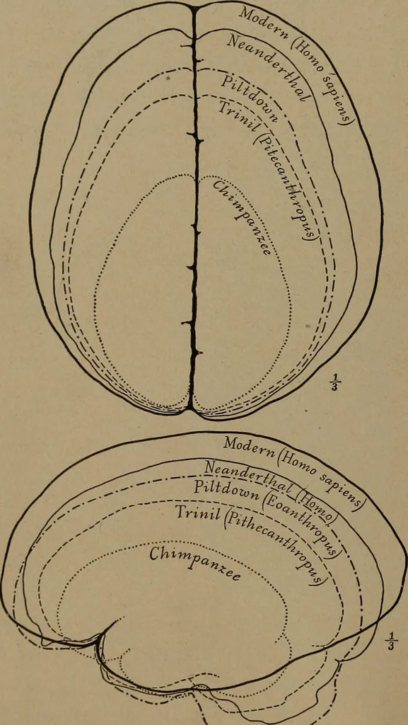 An illustration from Men of the old stone age, their environment, life and art, 1918, leaf 125