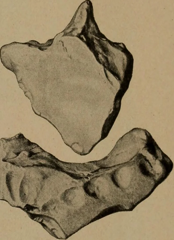 An illustration from Men of the old stone age, their environment, life and art, 1918, leaf 176