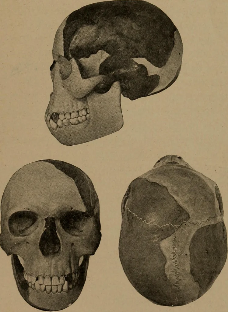 An illustration from Men of the old stone age, their environment, life and art, 1918, leaf 178
