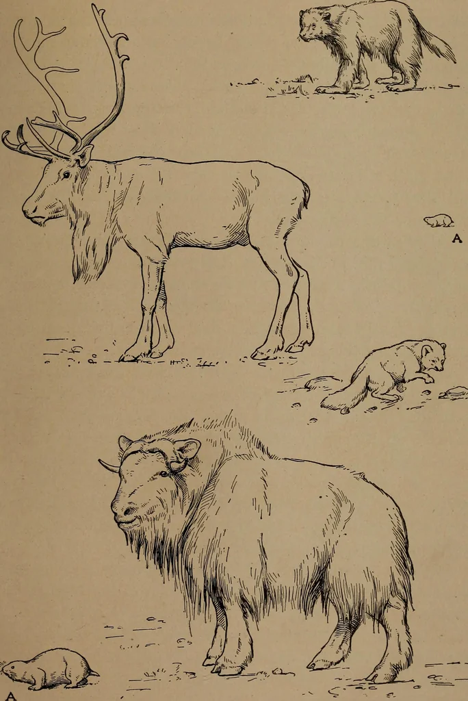 An illustration from Men of the old stone age, their environment, life and art, 1918, leaf 234